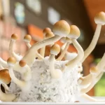How Magic Mushrooms Can Help People Change How They Act and See Things