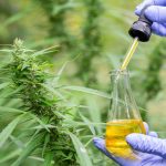 Premium Hemp Based THC Products, Redefining Modern Wellness, Relaxation Routines